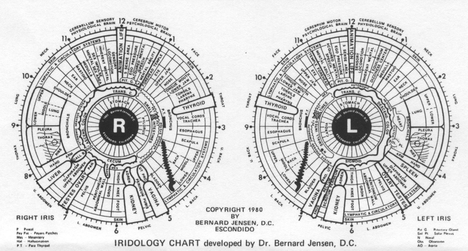 Mapa iridología Bernard Jensen diagrama completo