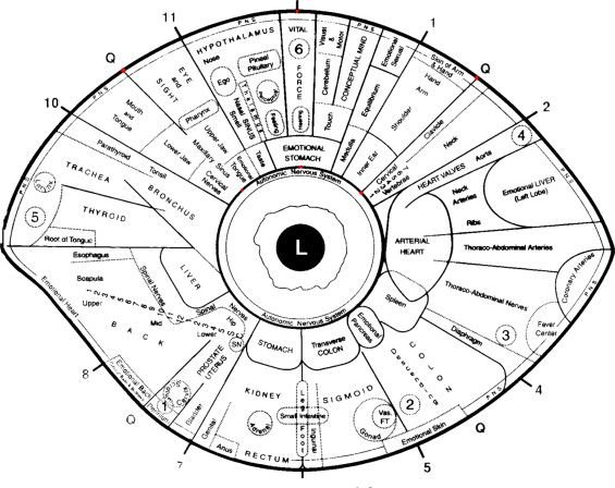 Mapa iridologico detallado del ojo izquierdo con zonas organicas