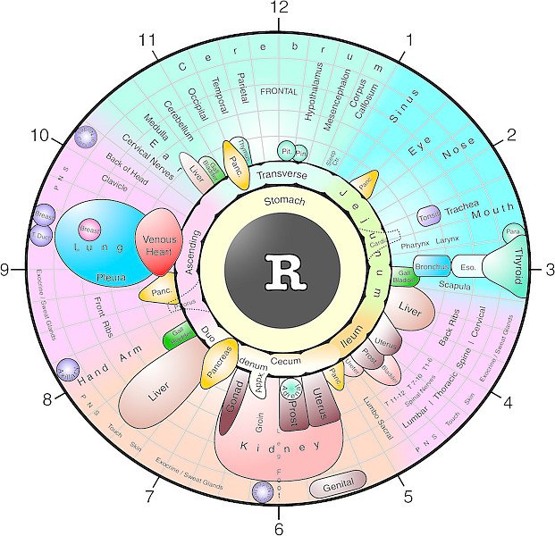 Mapa iridologico del ojo derecho con divisiones anatomicas