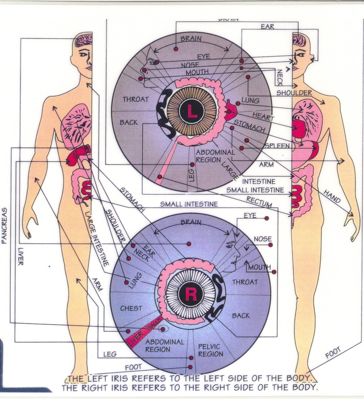 Bernard Jensen y su legado en iridologia moderna