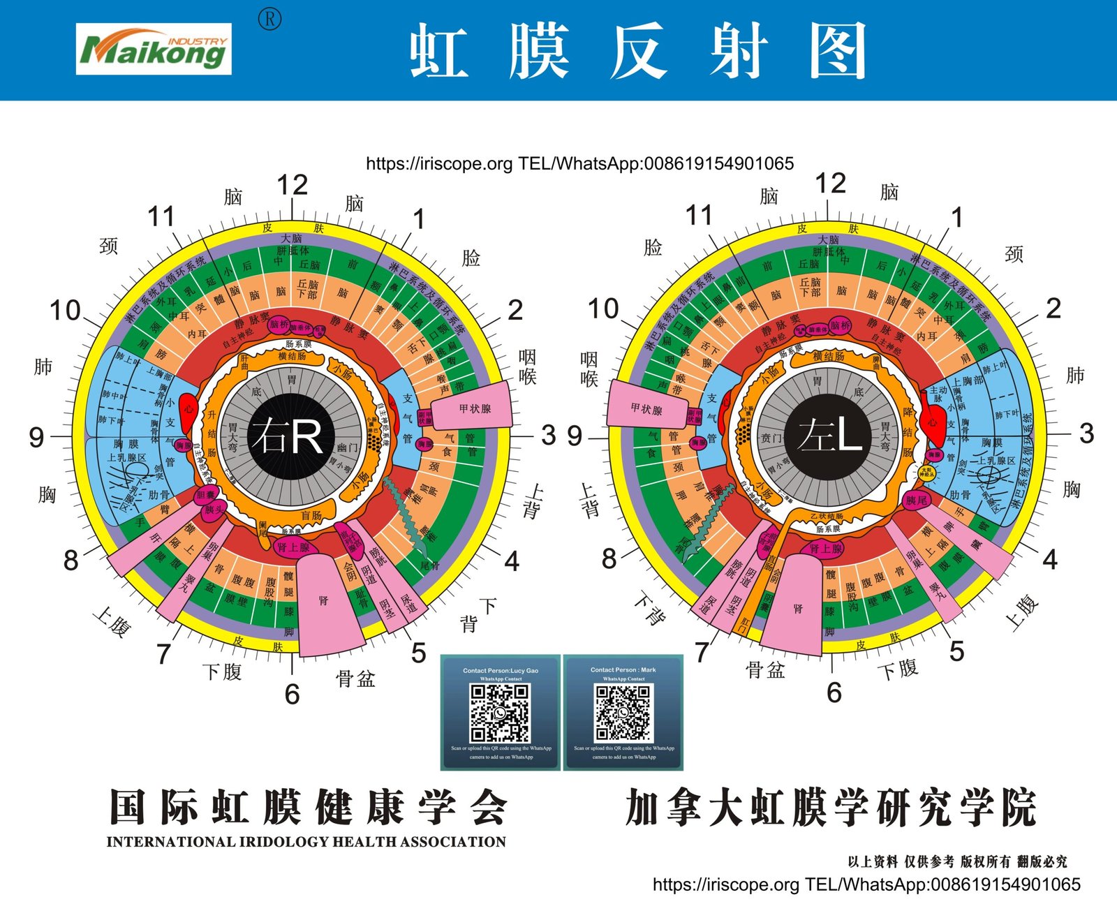 MAIKONG iridologia mapa