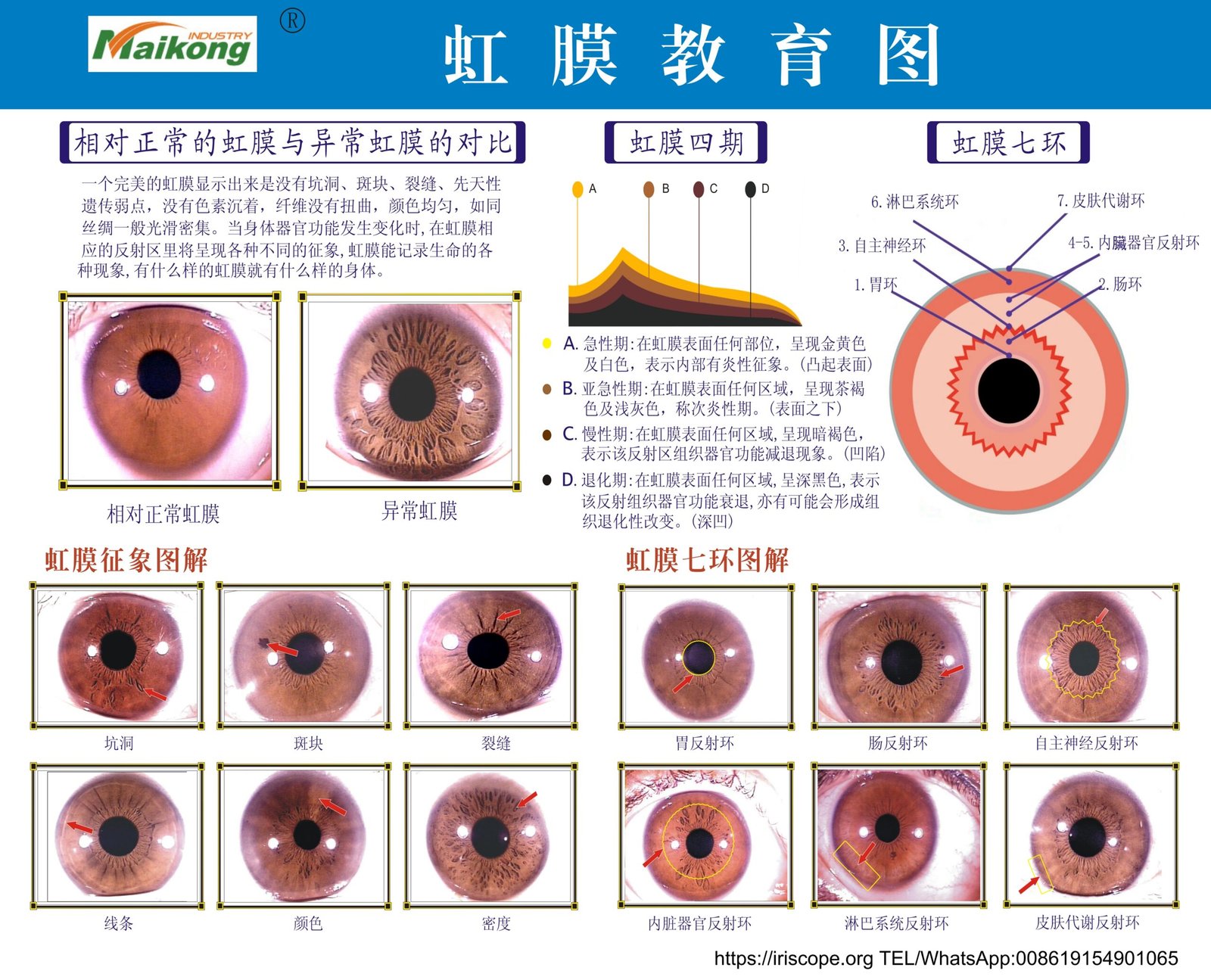 MAIKONG iridologia mapa