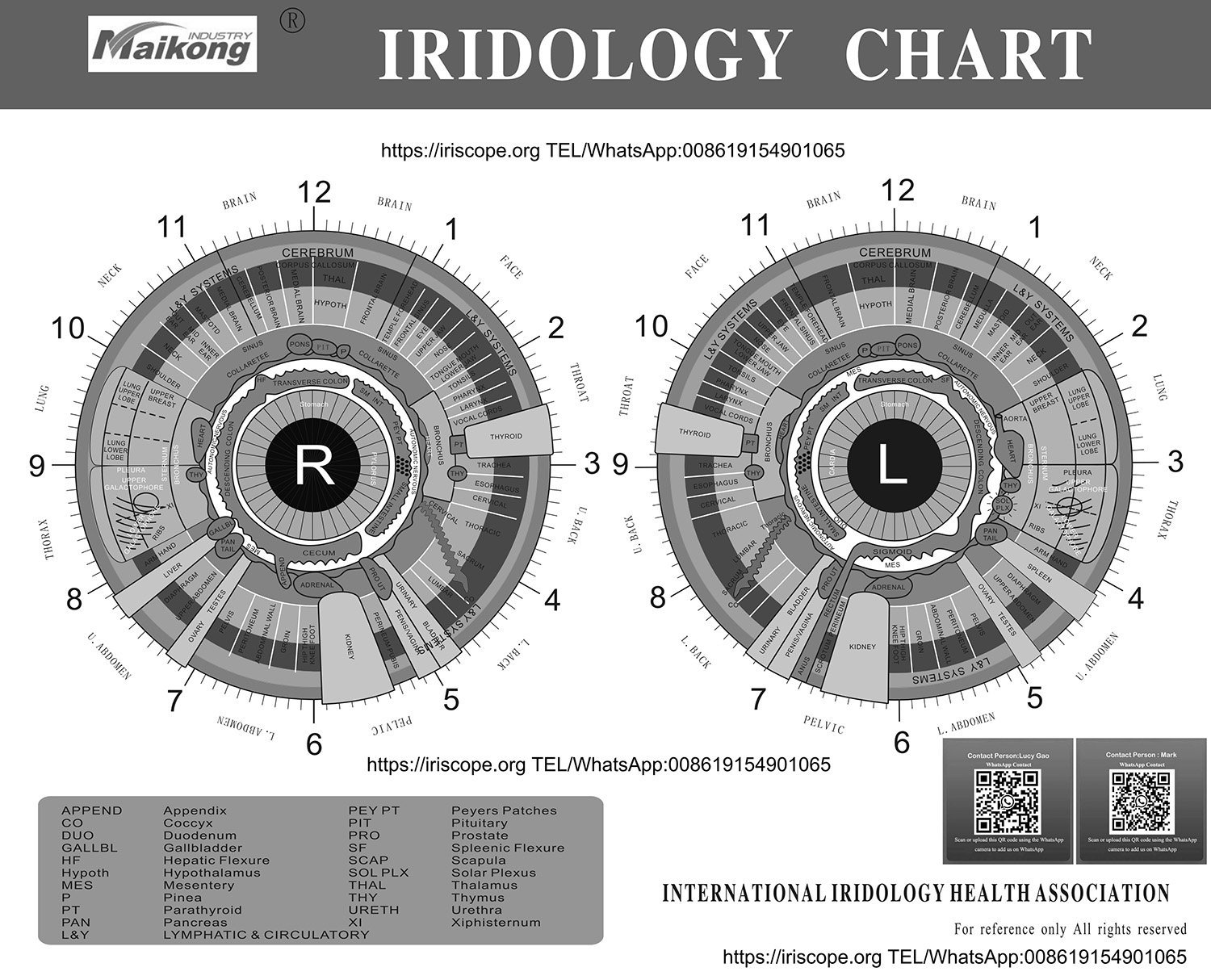Chart Iridology 5 Comparativa de diferentes cartas iridológicas: Jensen, europea y rusa