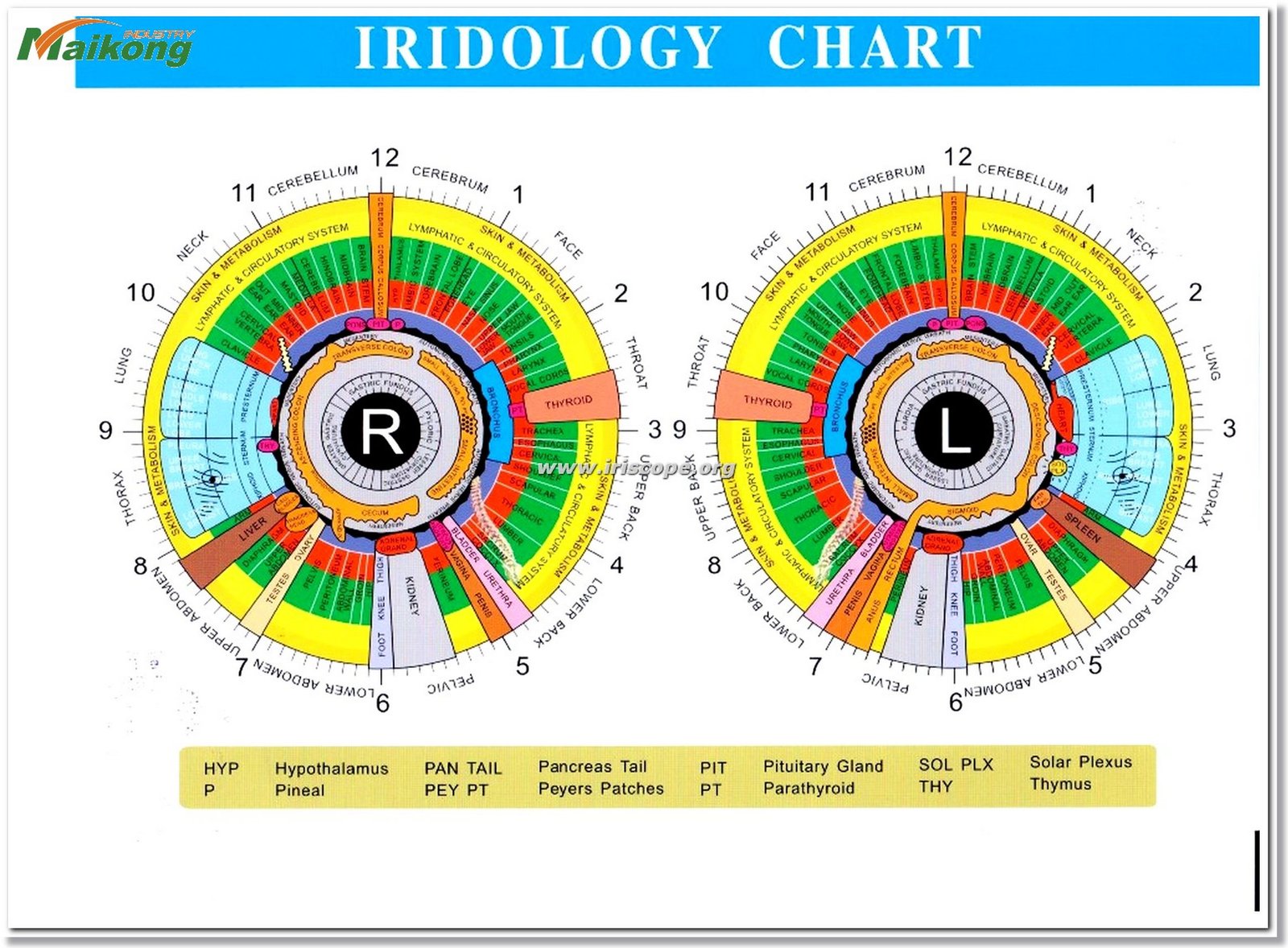 Chart Iridology 7 color bernard jensen iridology chart (3)