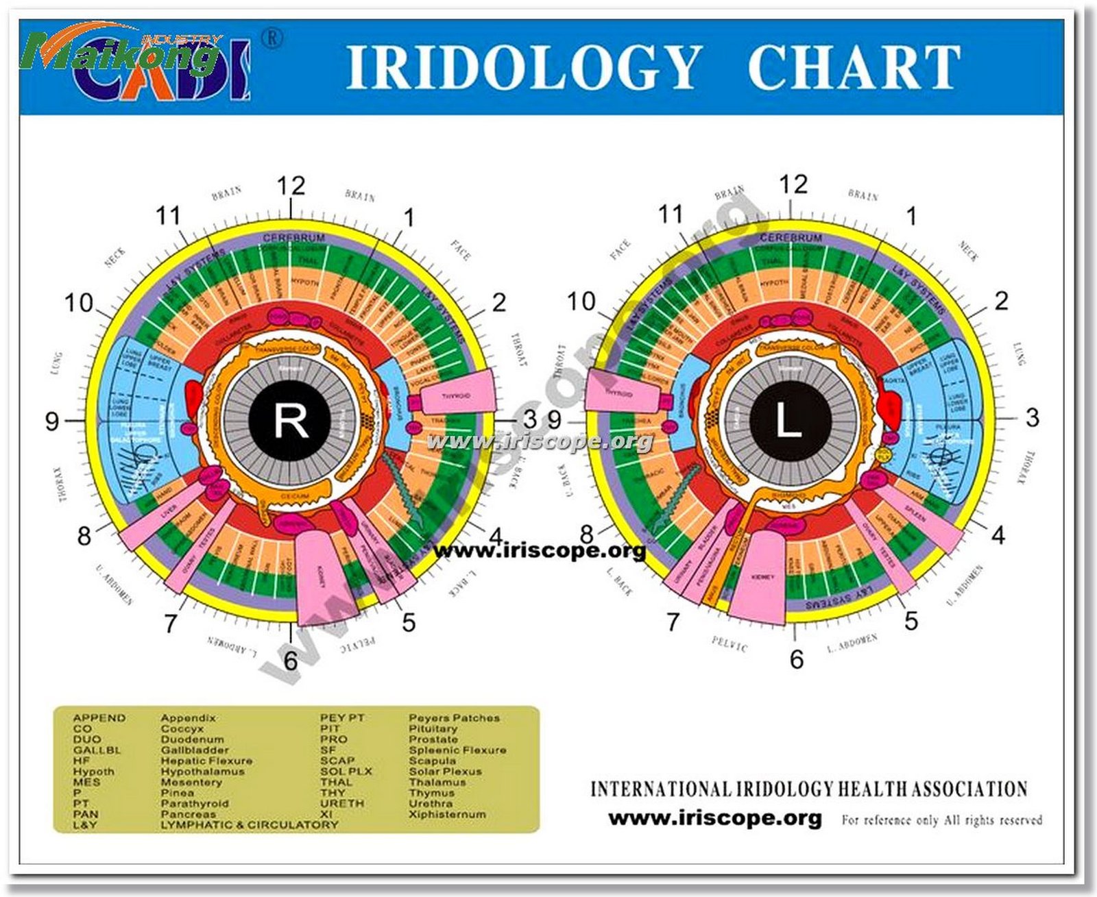 Mapa iridológico completo mostrando zonas del iris
