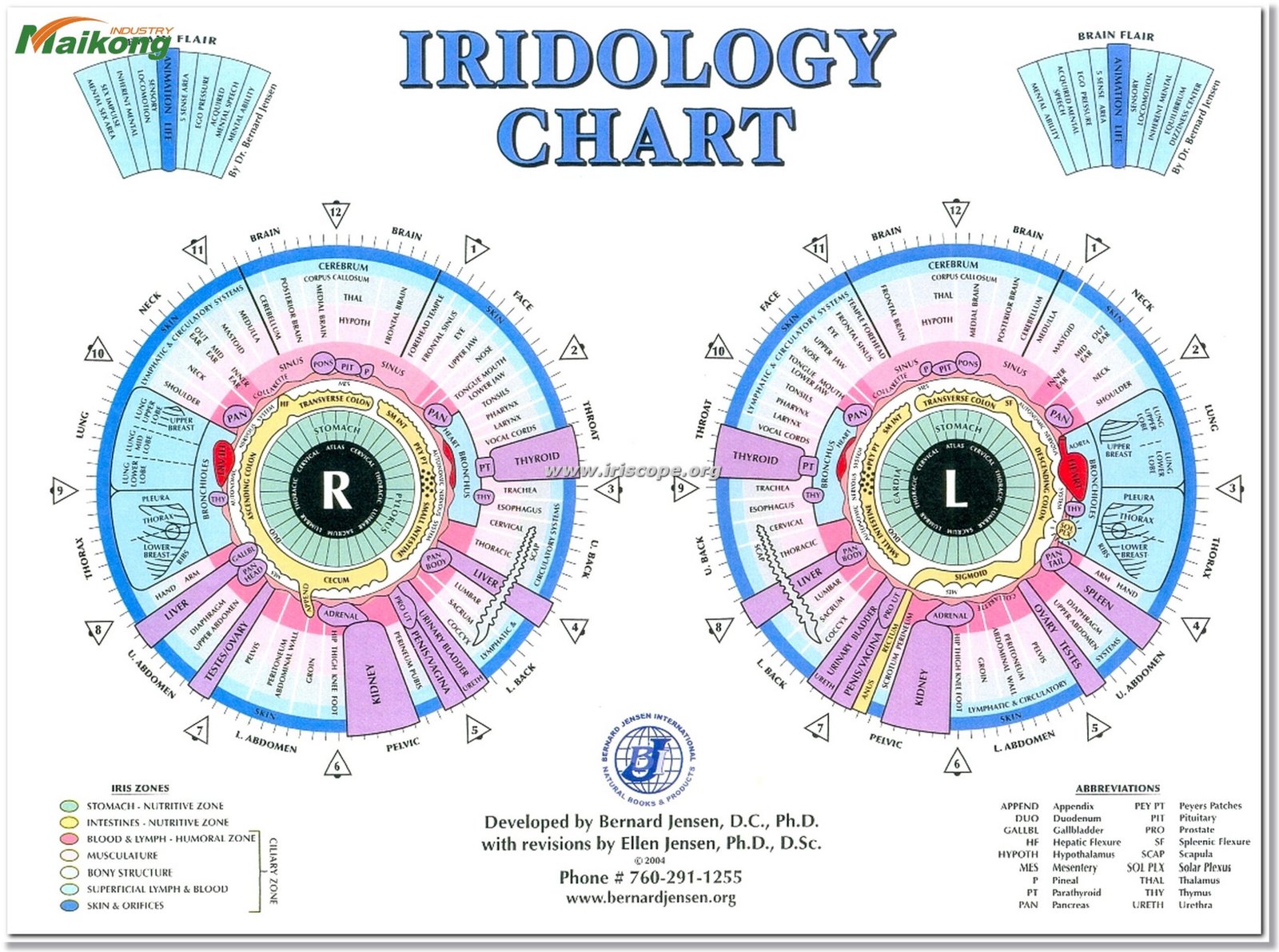 Mapa detallado de iridología mostrando las zonas del iris correspondientes a diferentes órganos del cuerpo humano