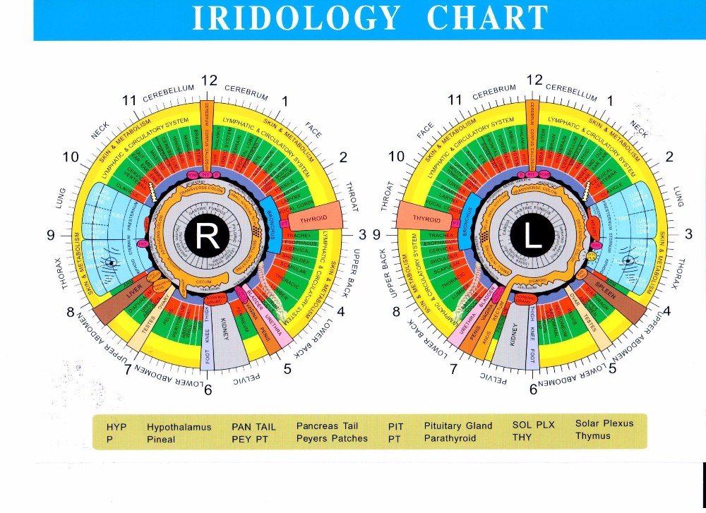 iridologia mapa