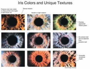 Equipo iriscopio MAIKONG mostrando características de calidad profesional y tecnología avanzada