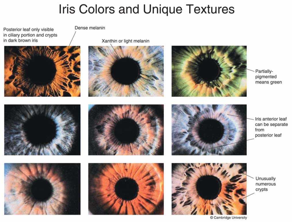 Equipo iriscopio MAIKONG mostrando características de calidad profesional y tecnología avanzada