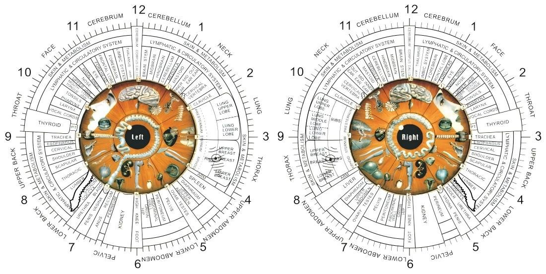 iridologia 5 Pantalla de software de iridología mostrando análisis automático basado en el sistema del dr jensen iridology