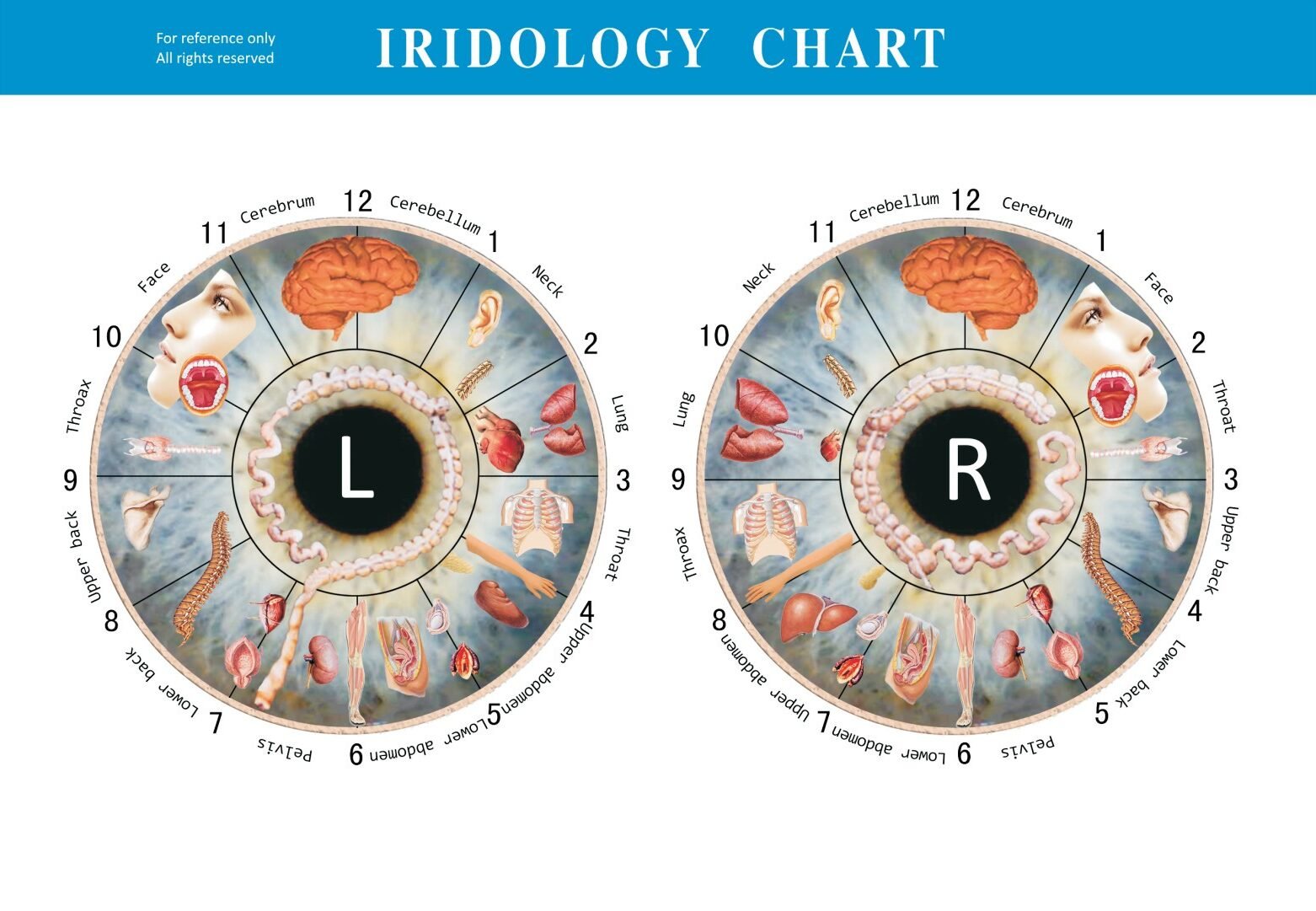 iridologia 4 IRIDOLOGY CHART