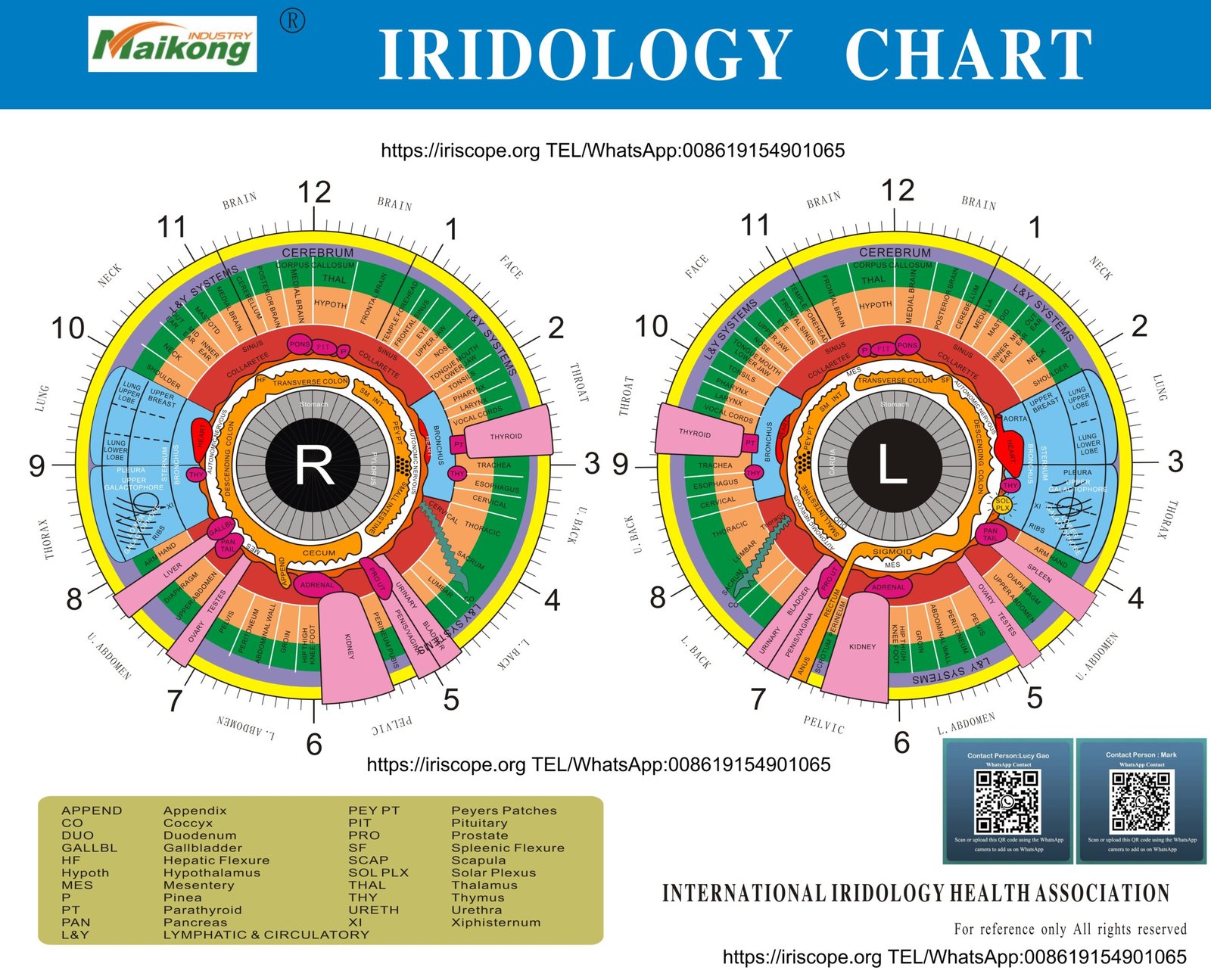 Iriscopia en un centro de belleza y bienestar en España: qué es, para qué sirve y cómo integrarla hoy mismo — MAIKONG iridologia mapa (23).jpg