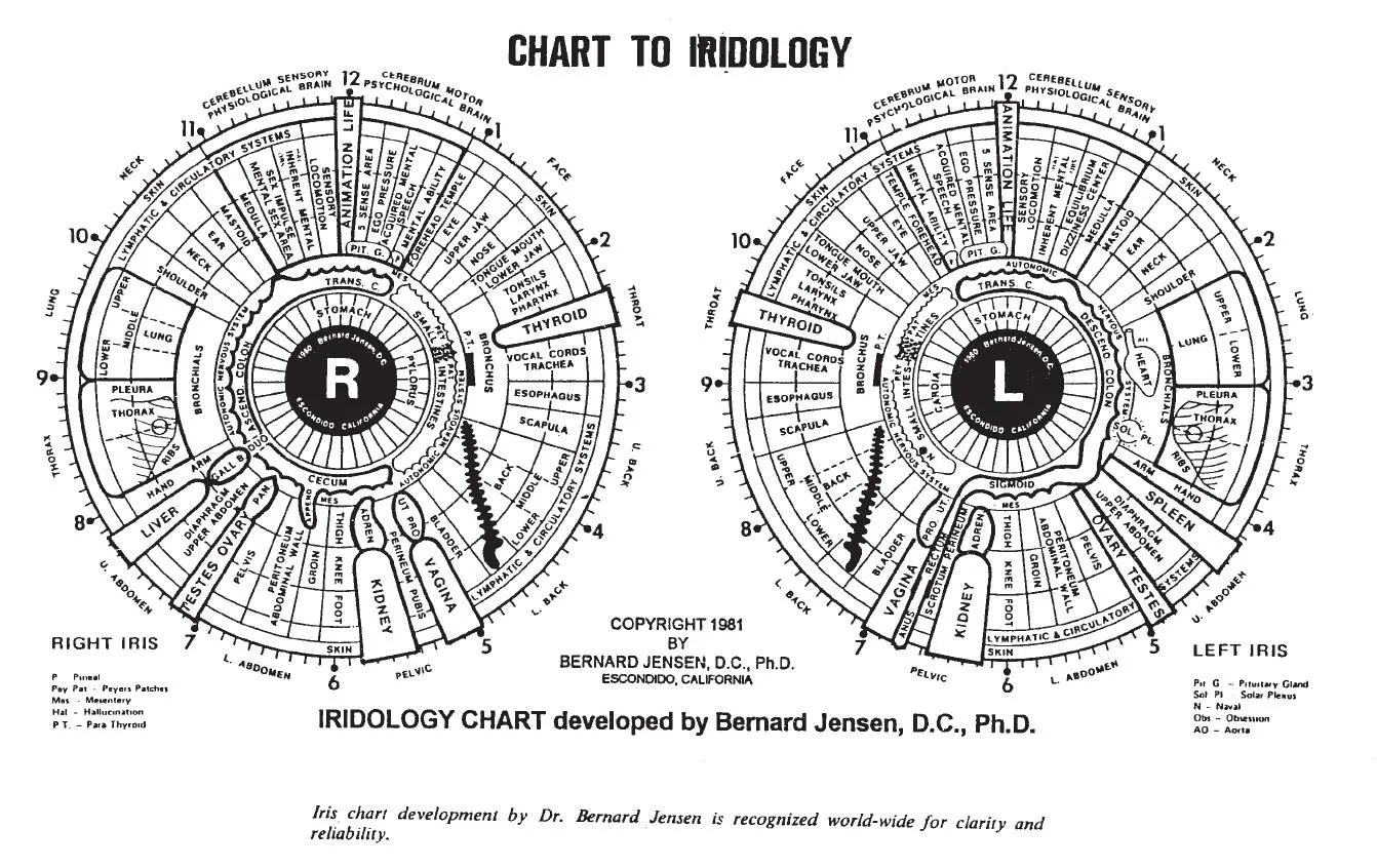 Plantilla práctica: cómo instalar y usar el software cámara iridología MAIKONG — jensen iridology chart (8).JPG