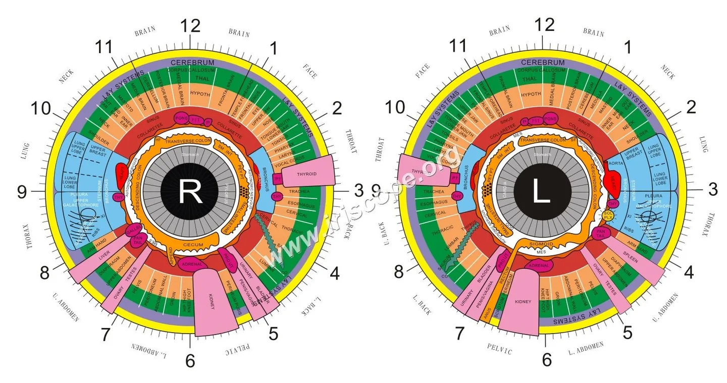 Adaptaciones prácticas para realizar exámenes de iridología a pacientes geriátricos en España — jensen iridology chart (6).jpg