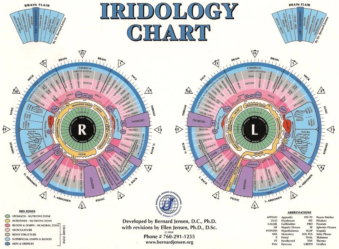 Bernard Jensen e iridología: qué es la carta de Jensen y cómo usarla hoy en consulta en España — jensen iridology chart (1).jpg