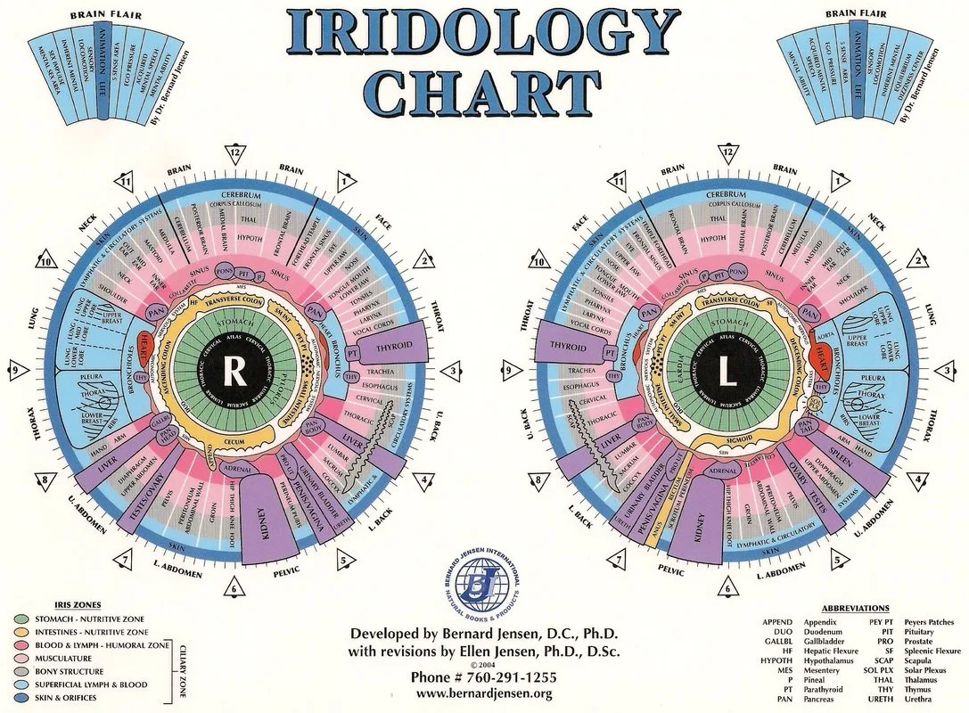 Mapa de iridología en español: qué es, cómo usarlo en consulta y dónde conseguirlo — jensen iridology chart (1).jpg